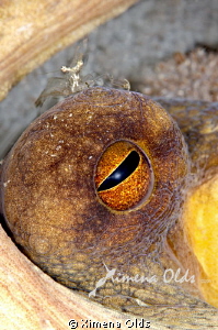 "I see what your see"-Shrimp on the Octo's eye by Ximena Olds 